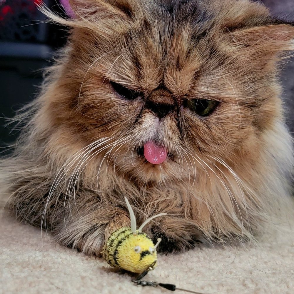 Cat Toy Bee Wand Custom Made... No Package .. Bran New!